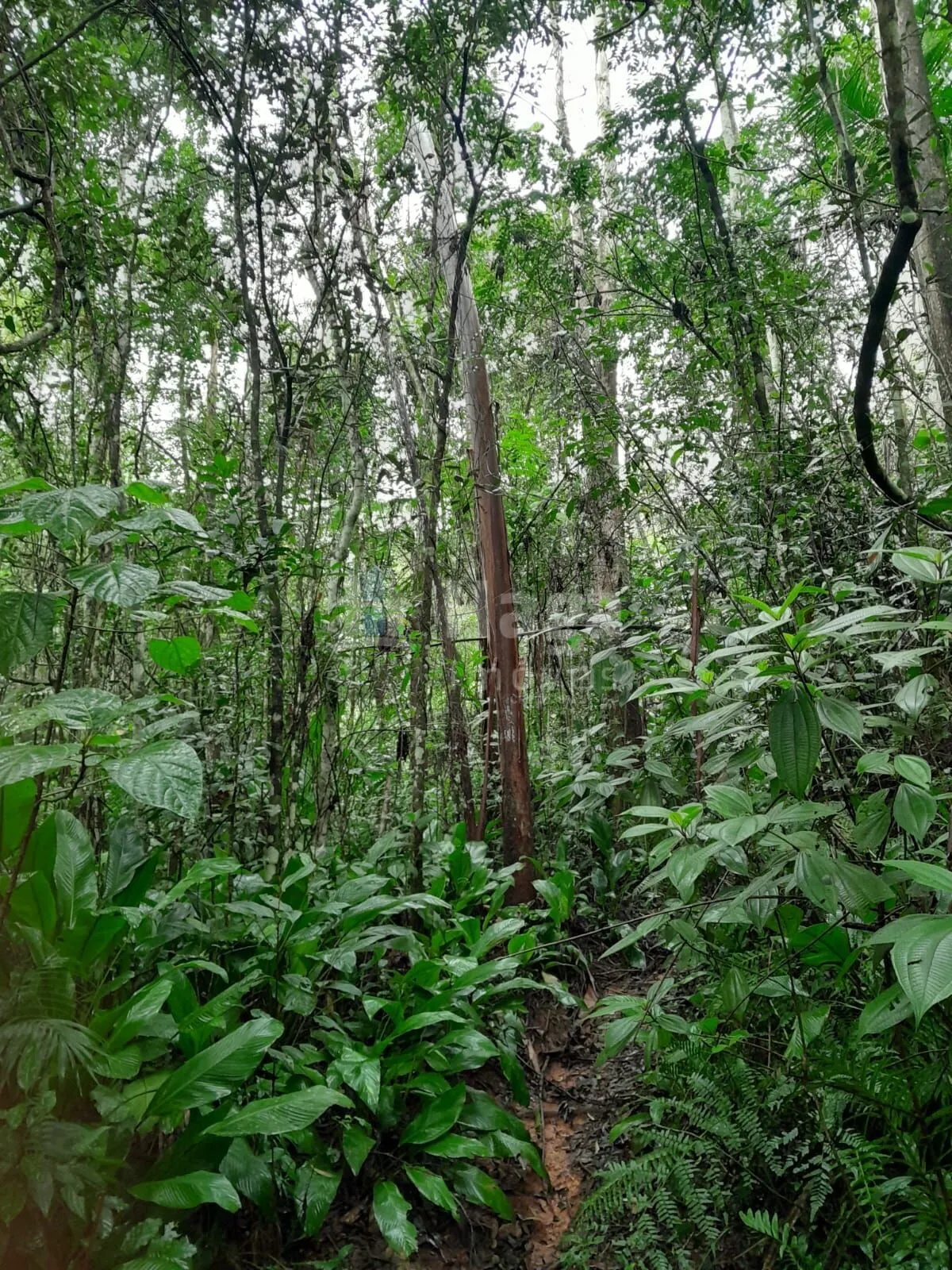 Fazenda à venda de 20 ha em Turvo, SC, Brasil