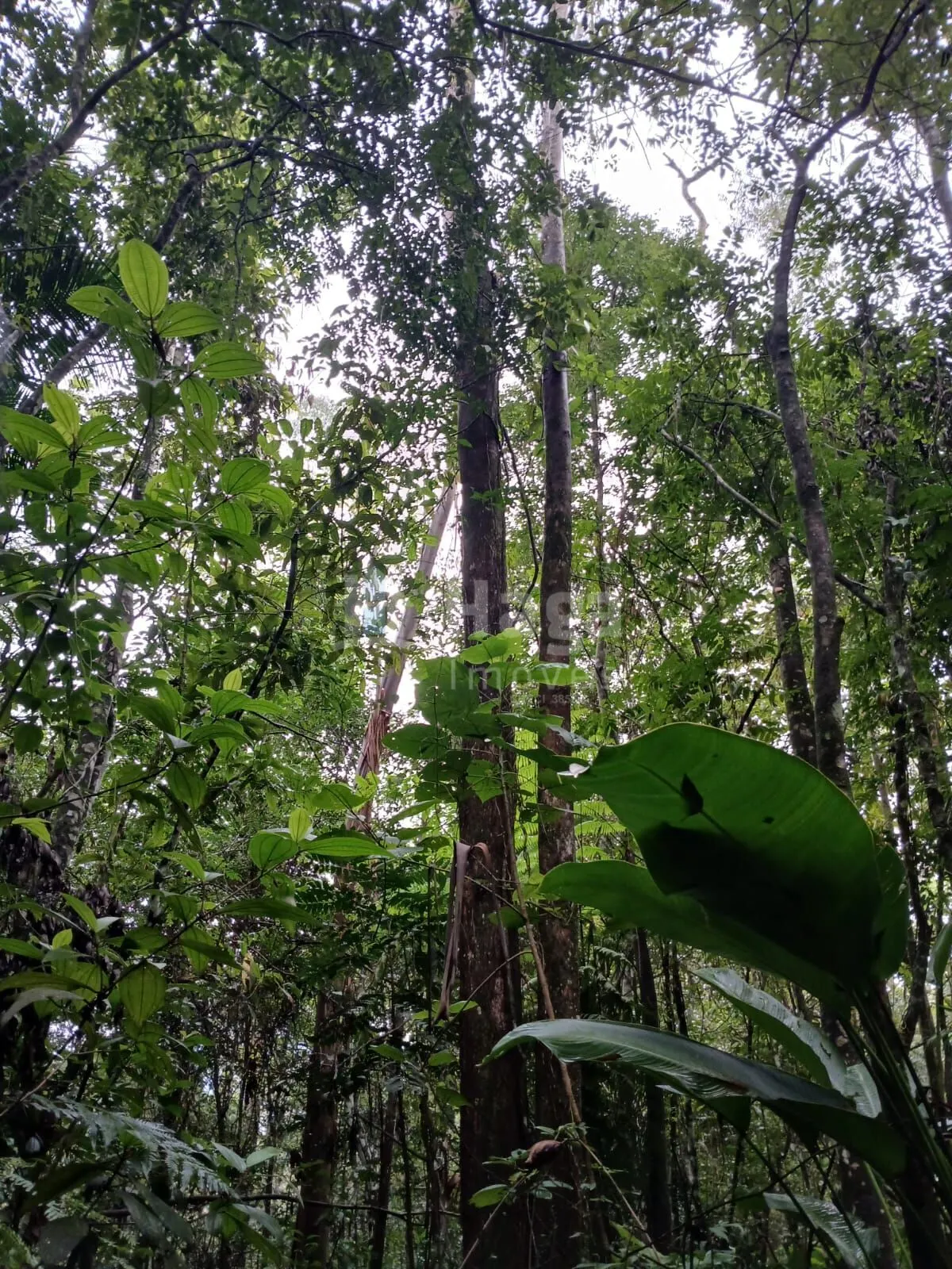 Fazenda à venda de 20 ha em Turvo, SC, Brasil