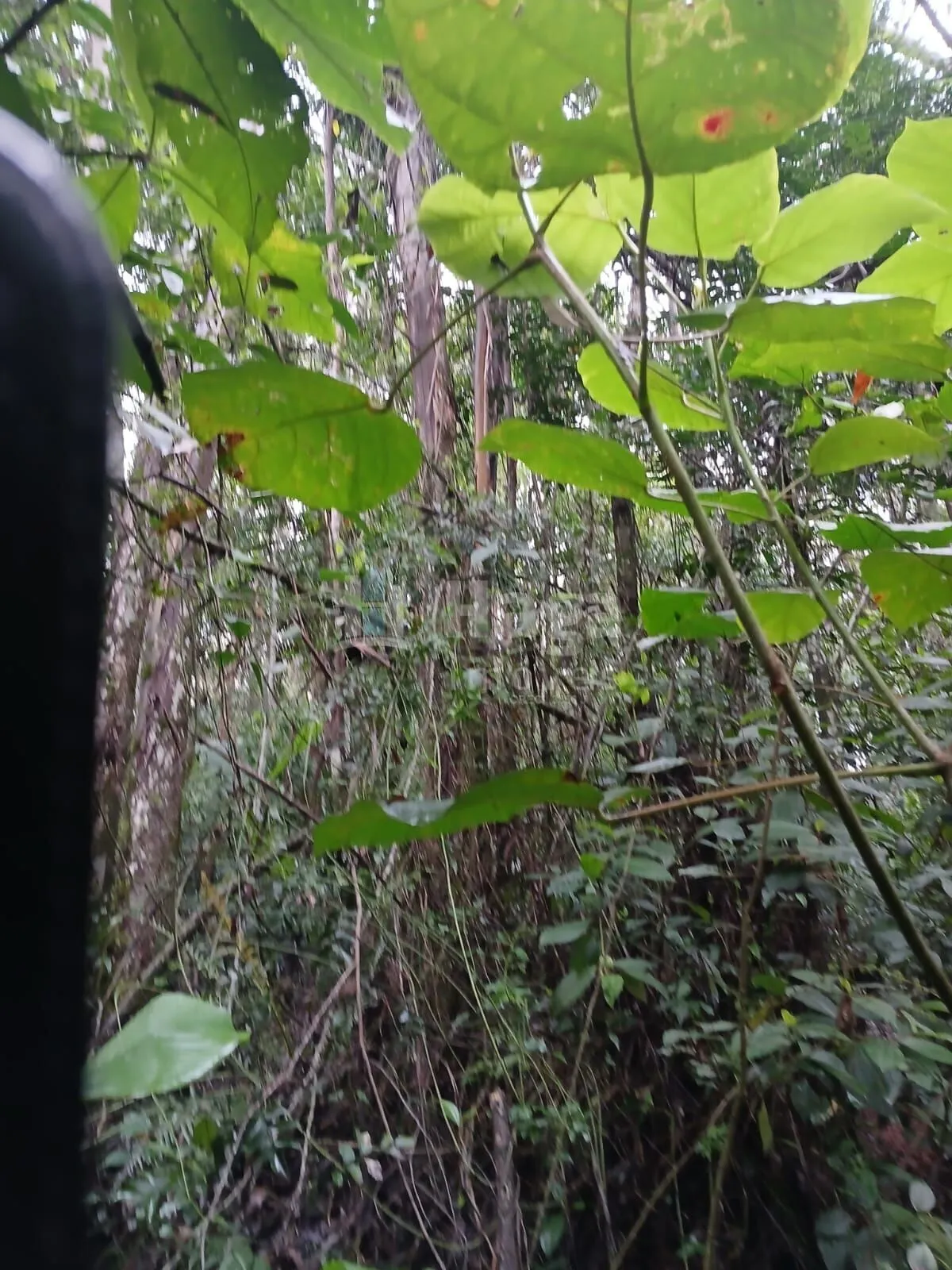 Fazenda à venda de 20 ha em Turvo, SC, Brasil
