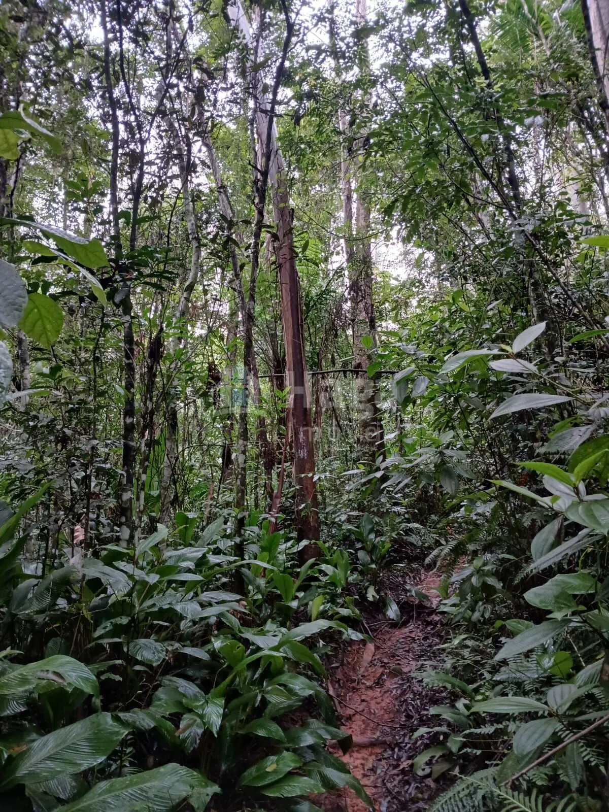 Fazenda à venda de 20 ha em Turvo, SC, Brasil