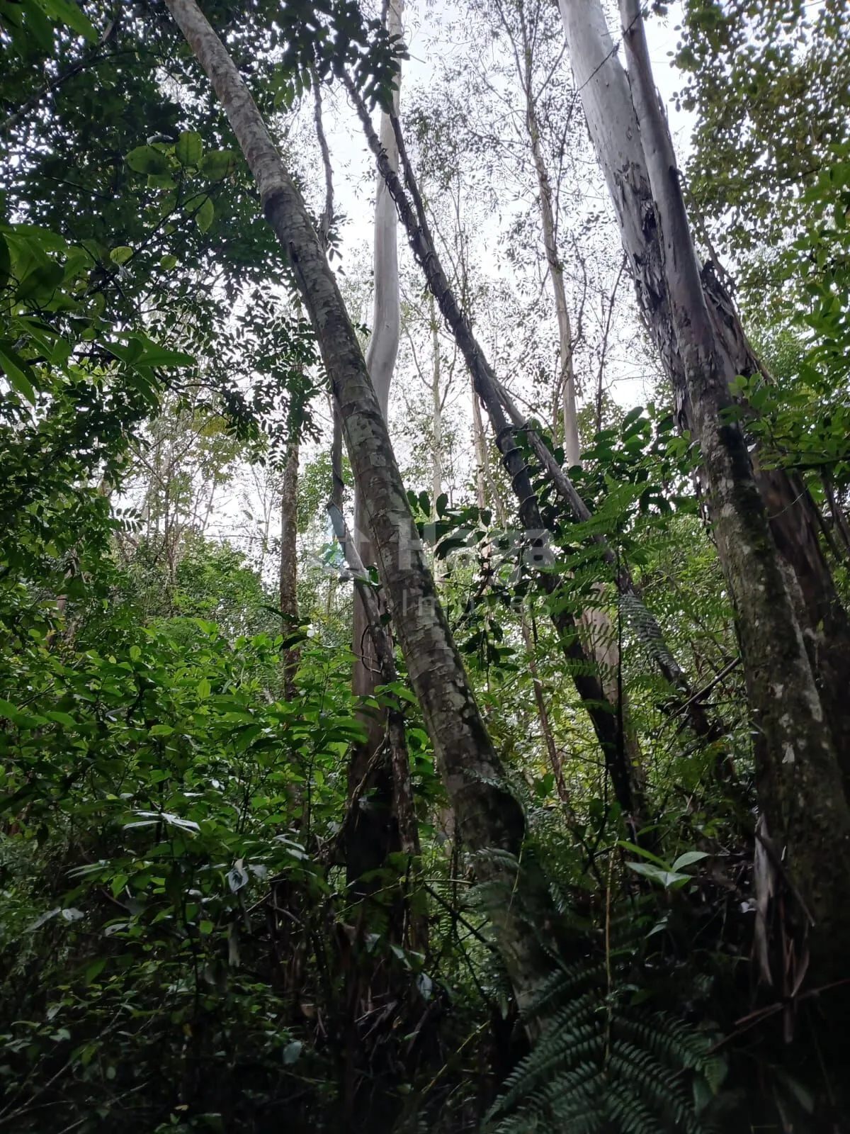 Fazenda à venda de 20 ha em Turvo, SC, Brasil