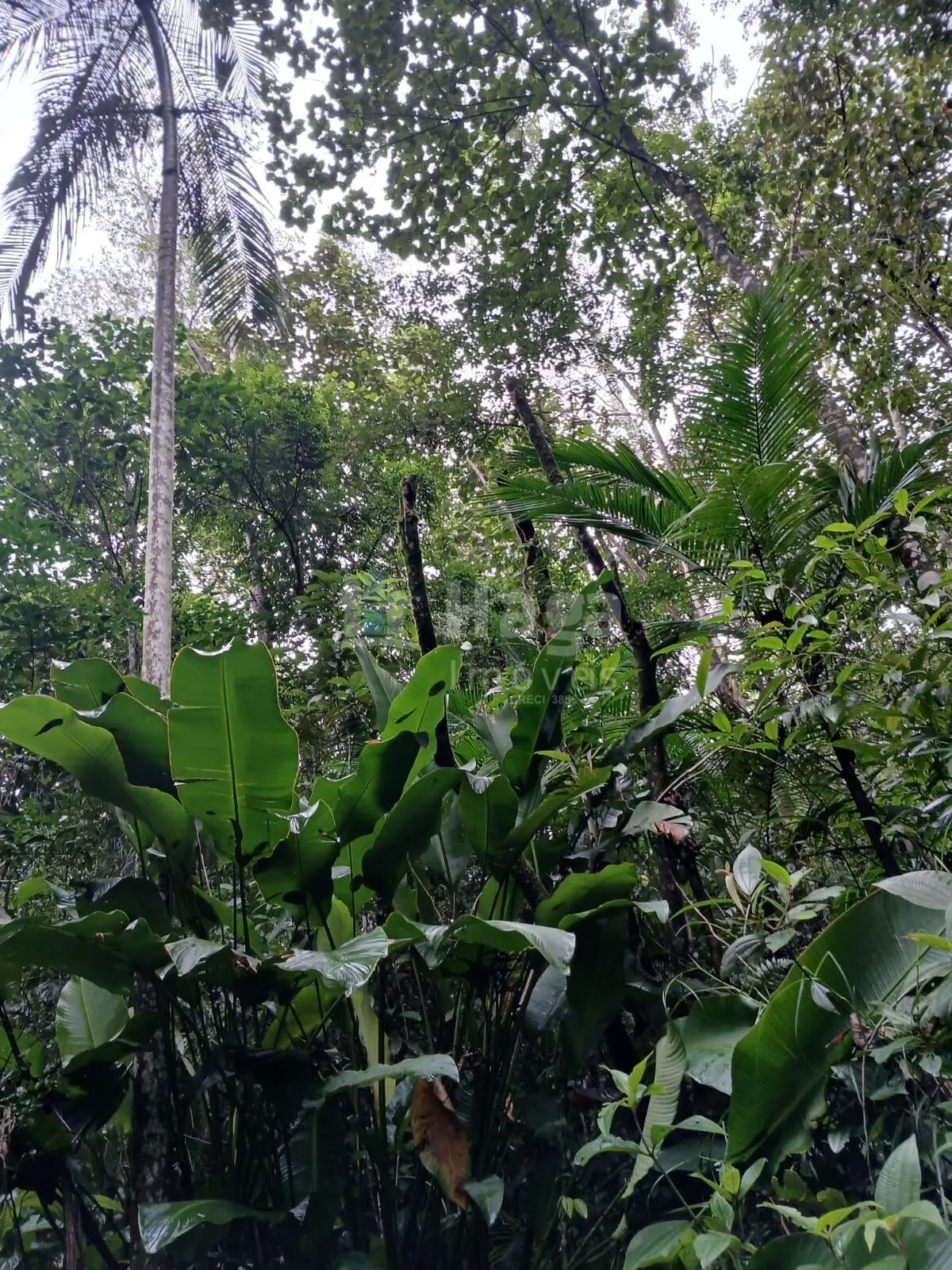 Fazenda à venda de 20 ha em Turvo, SC, Brasil