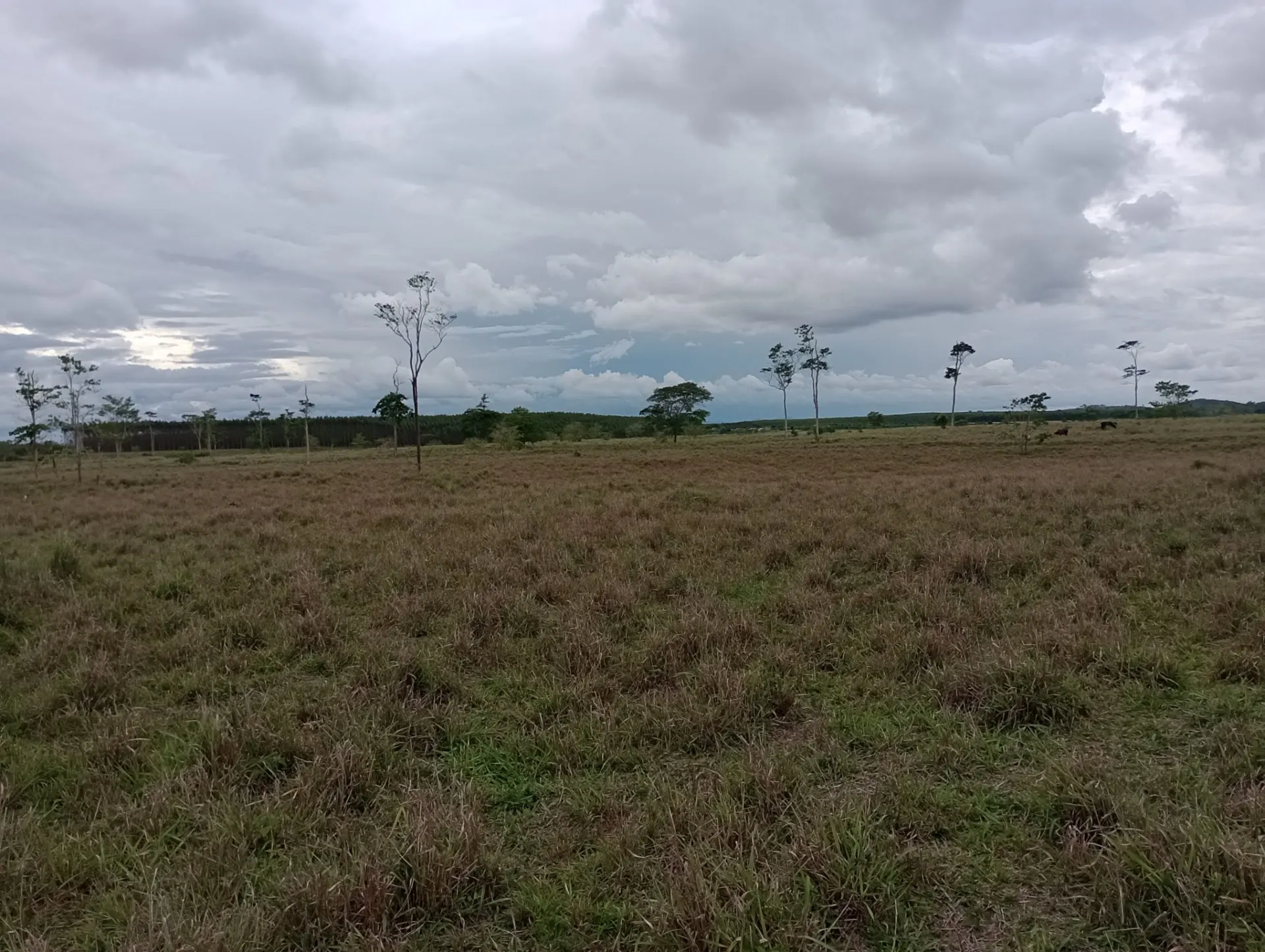 Farm for sale of 308 acres in Nova Venécia, ES, Brazil