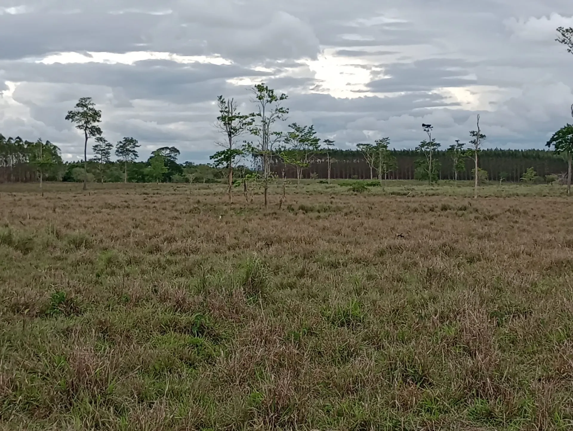 Farm for sale of 308 acres in Nova Venécia, ES, Brazil