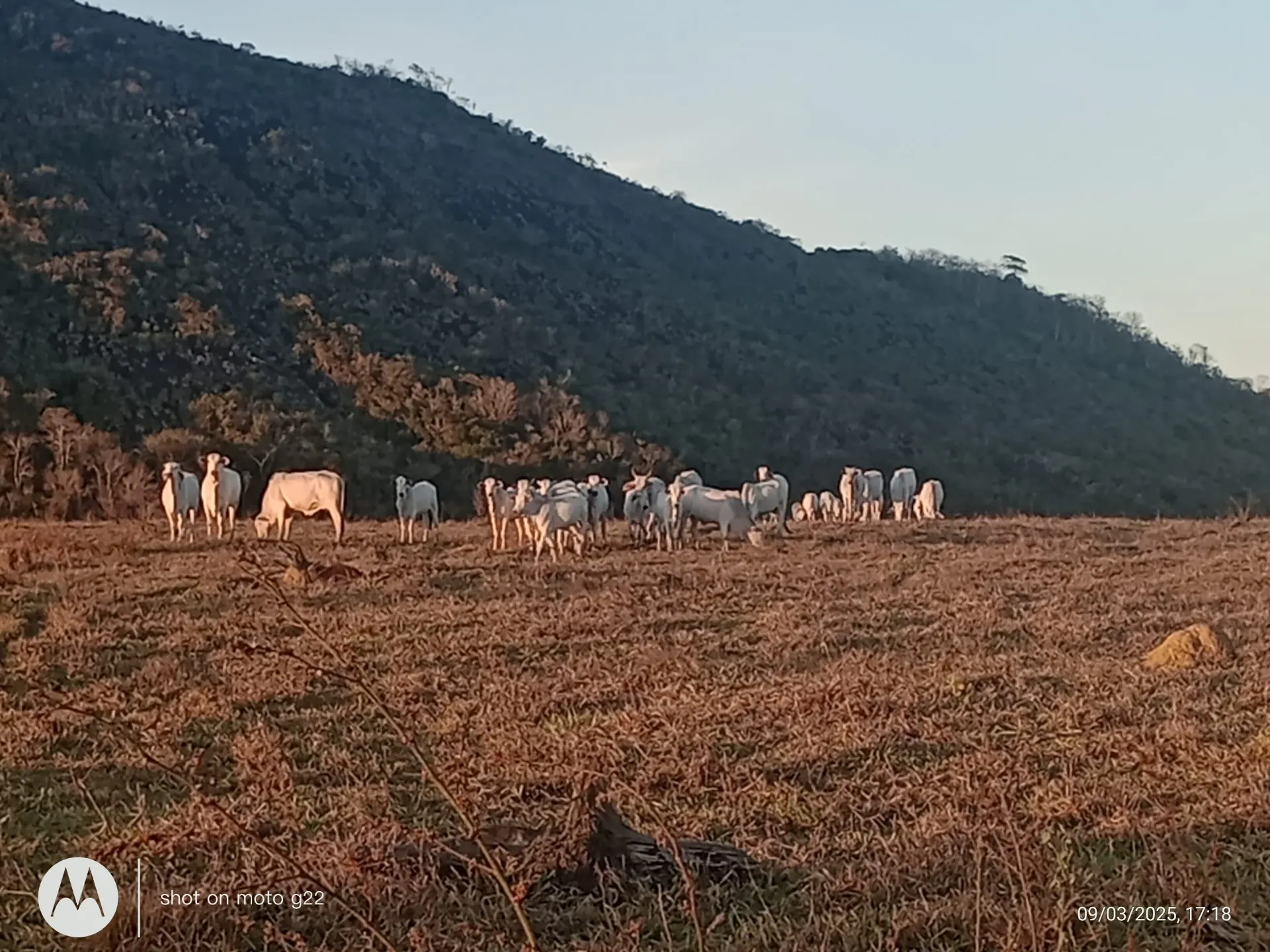 Farm for sale of 308 acres in Nova Venécia, ES, Brazil