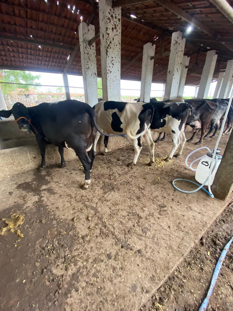 Fazenda para Arrendar de 625 ha em Morada Nova, CE, Brasil