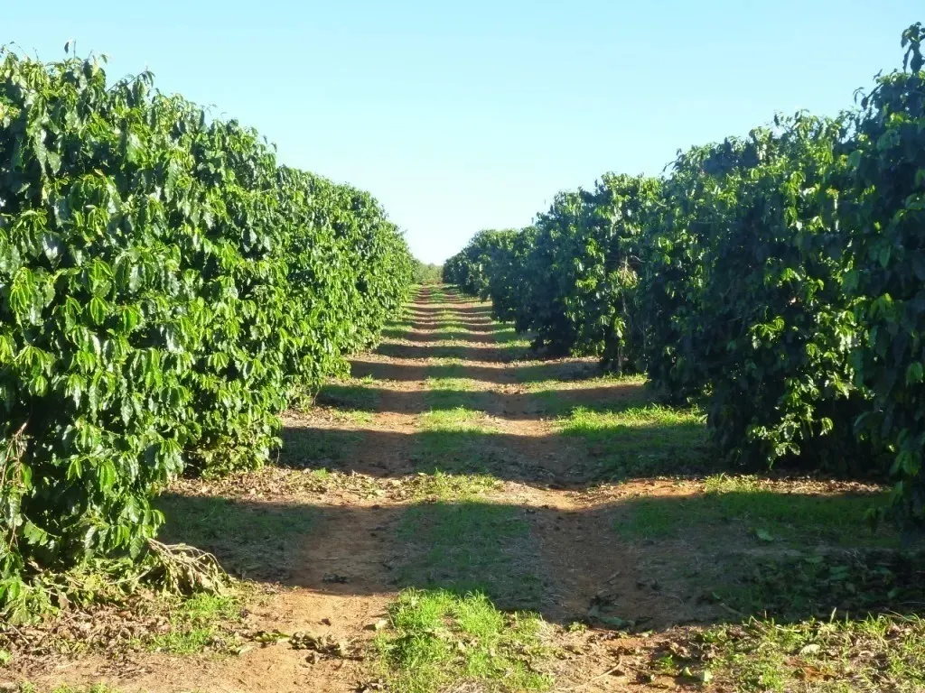 Farm for sale of 1,310 acres in Piumhi, MG, Brazil