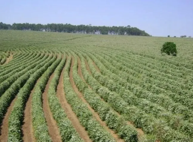Farm for sale of 1,310 acres in Piumhi, MG, Brazil