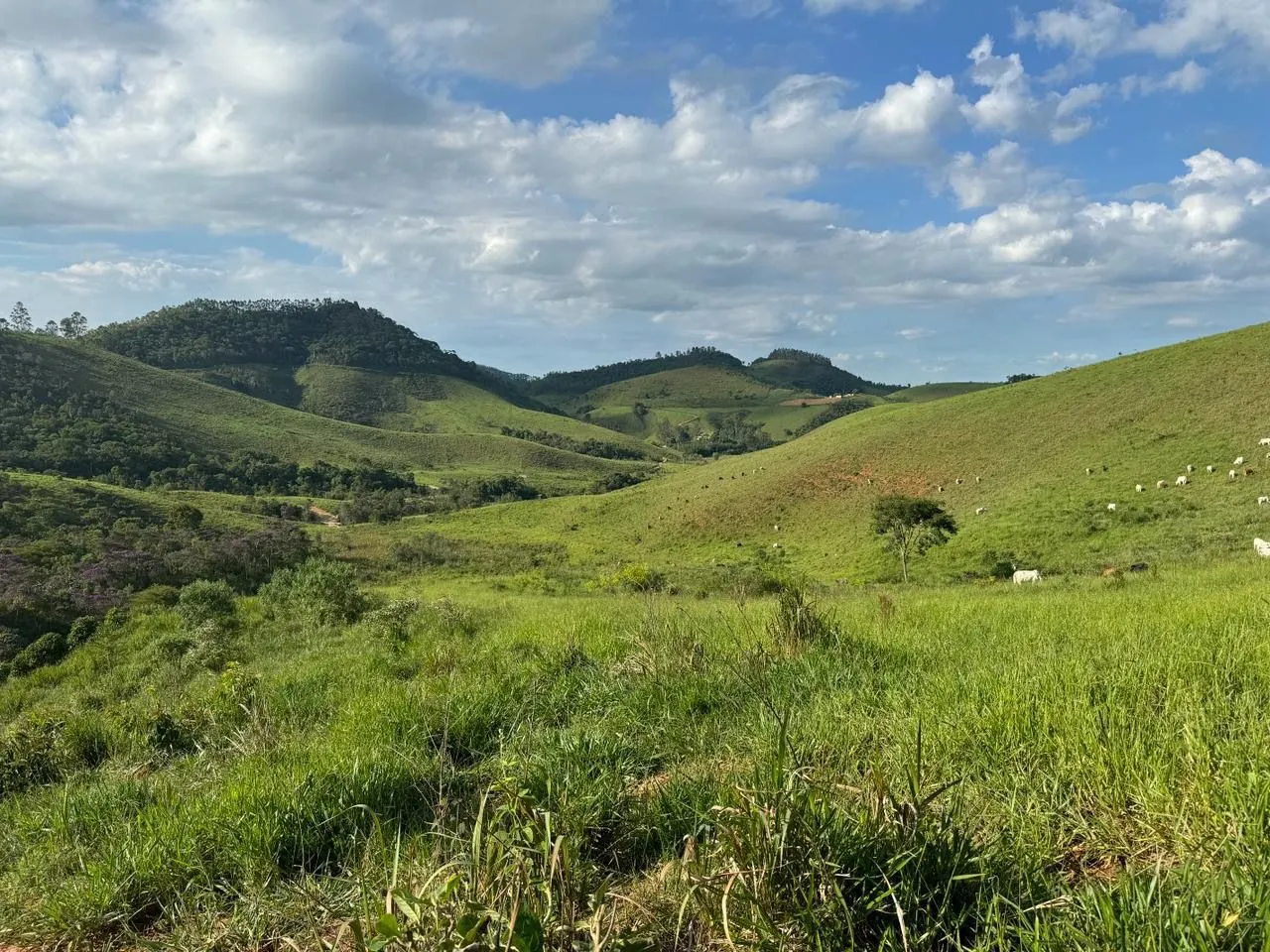 Sítio à venda de 155 ha em Santos Dumont, MG, Brasil