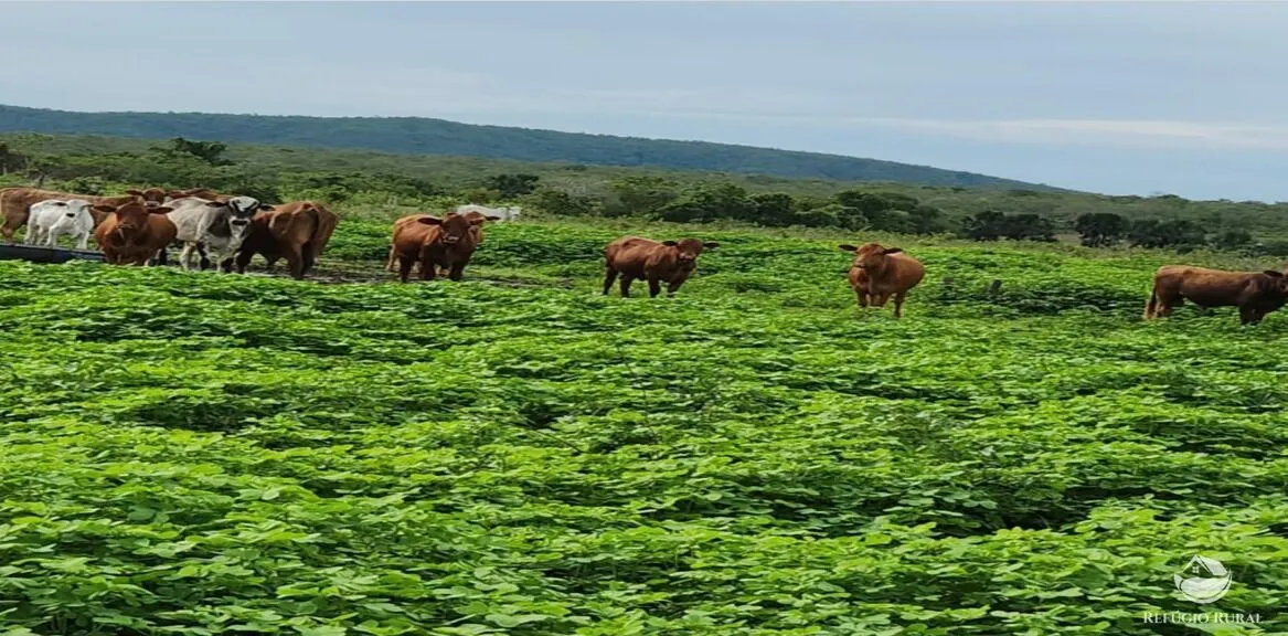 Fazenda à venda de 5.057 ha em Peixe, TO, Brasil