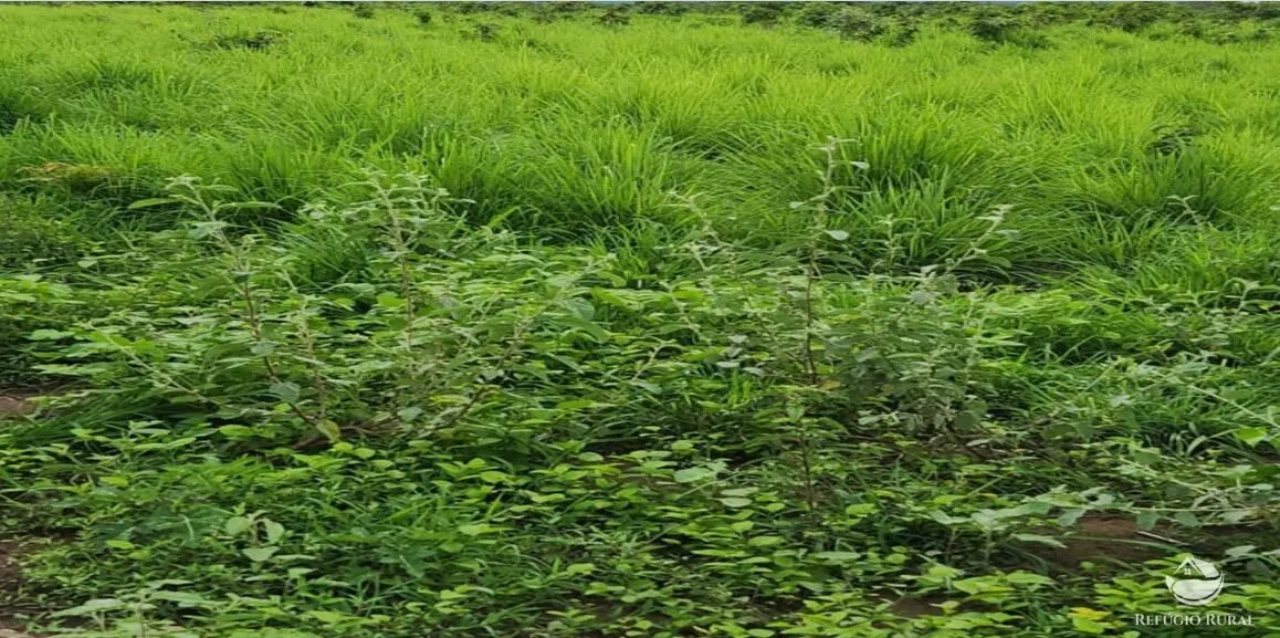 Fazenda à venda de 5.057 ha em Peixe, TO, Brasil