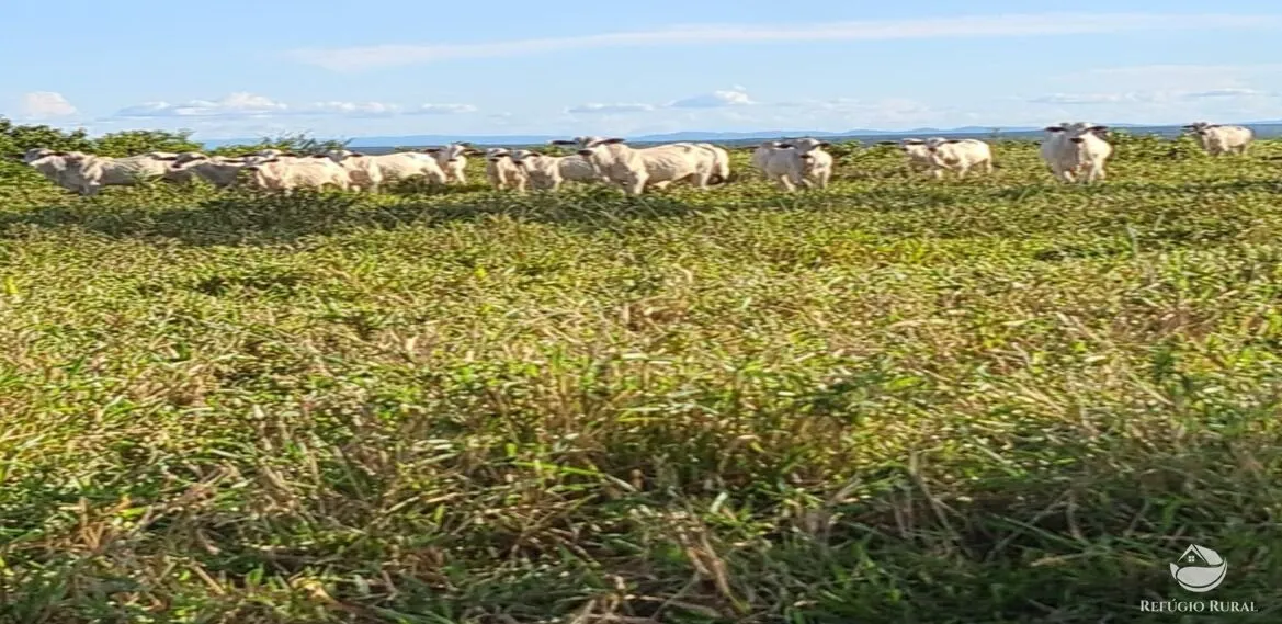Fazenda à venda de 5.057 ha em Peixe, TO, Brasil