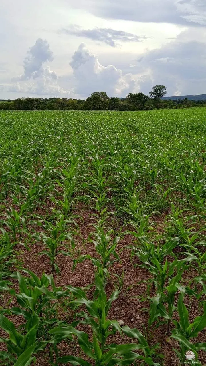 Fazenda à venda de 5.057 ha em Peixe, TO, Brasil