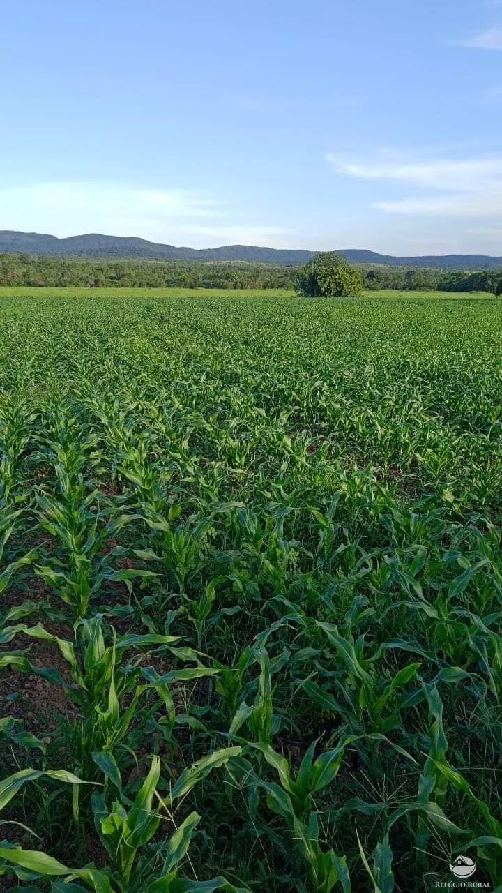 Fazenda à venda de 5.057 ha em Peixe, TO, Brasil