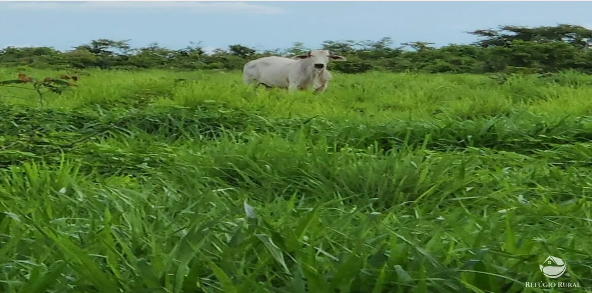 Fazenda à venda de 5.057 ha em Peixe, TO, Brasil