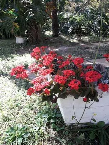 Small farm for sale of 8 acres in Bom Jesus dos Perdões, SP, Brazil