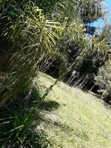 Small farm for sale of 8 acres in Bom Jesus dos Perdões, SP, Brazil