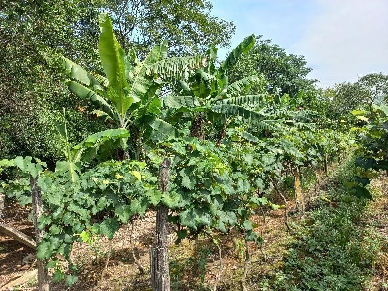 Country home for sale of 7 acres in Indaiatuba, SP, Brazil