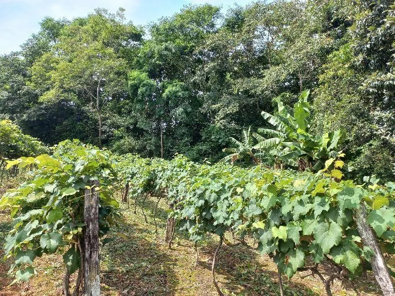 Country home for sale of 7 acres in Indaiatuba, SP, Brazil