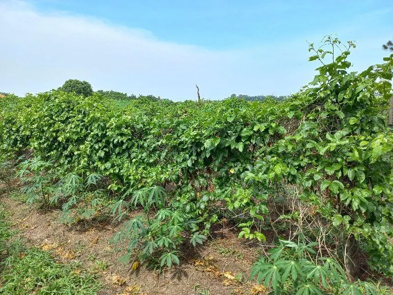 Country home for sale of 7 acres in Indaiatuba, SP, Brazil