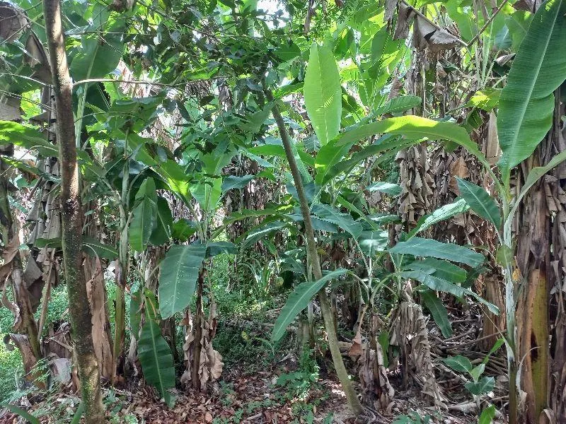 Country home for sale of 7 acres in Indaiatuba, SP, Brazil