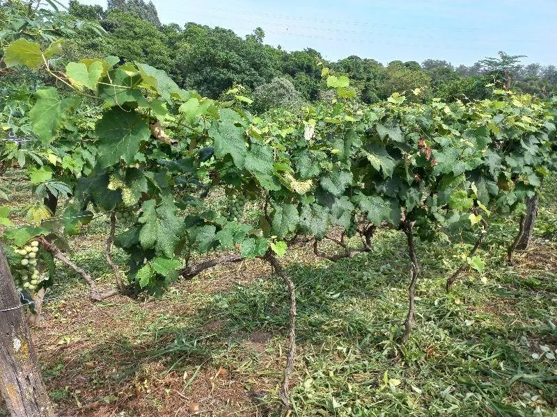 Country home for sale of 7 acres in Indaiatuba, SP, Brazil