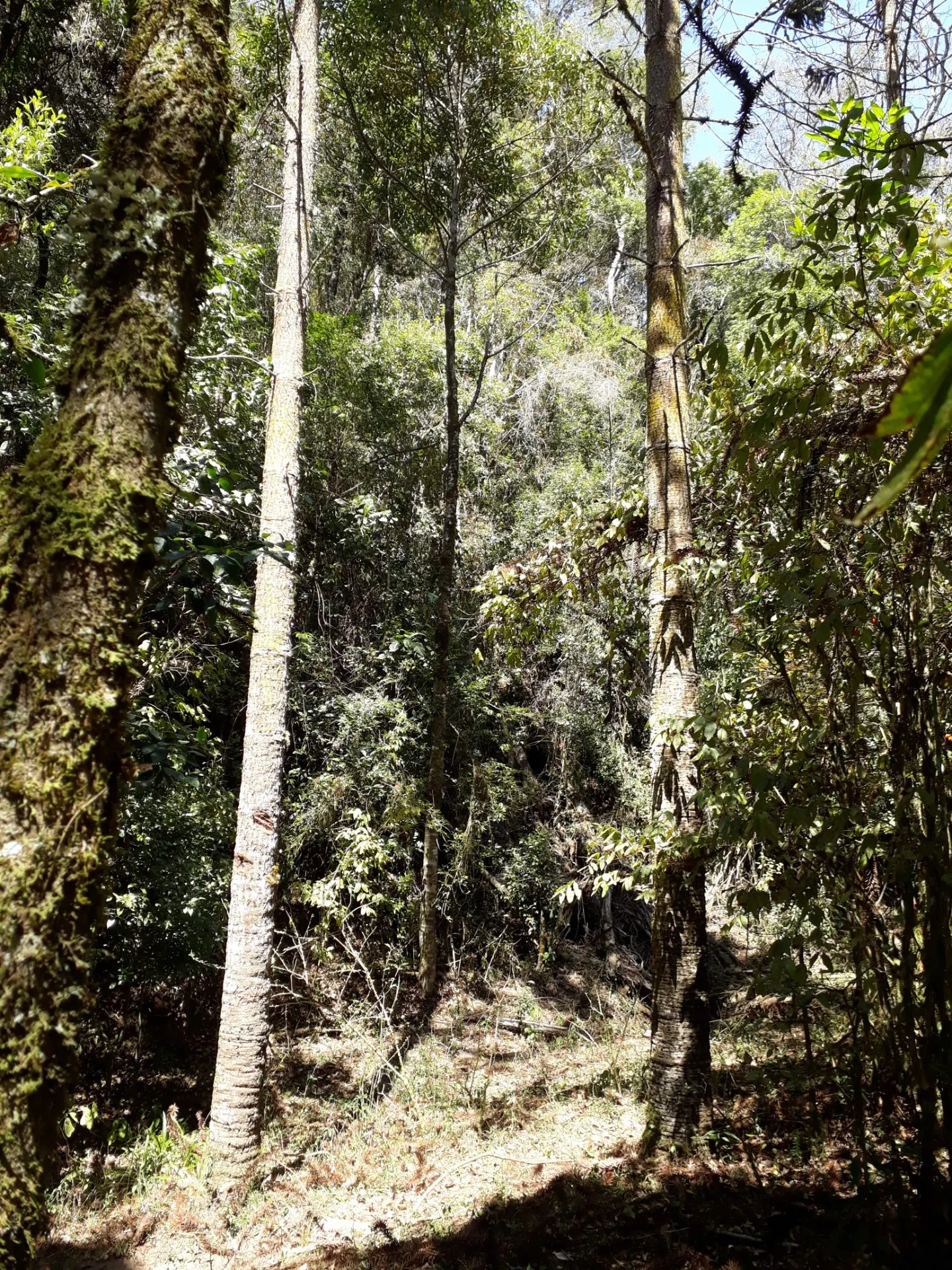 Plot for sale of 6 acres in Marmelópolis, MG, Brazil