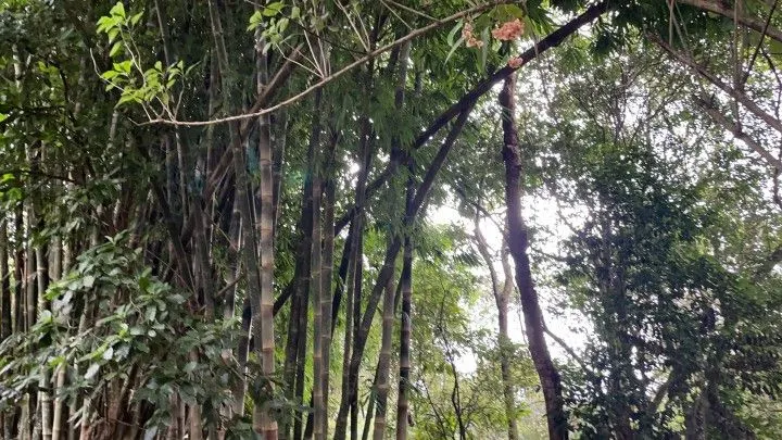 Chácara à venda de 1 ha em Nova Hartz, RS, Brasil
