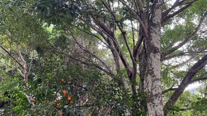 Chácara à venda de 1 ha em Nova Hartz, RS, Brasil