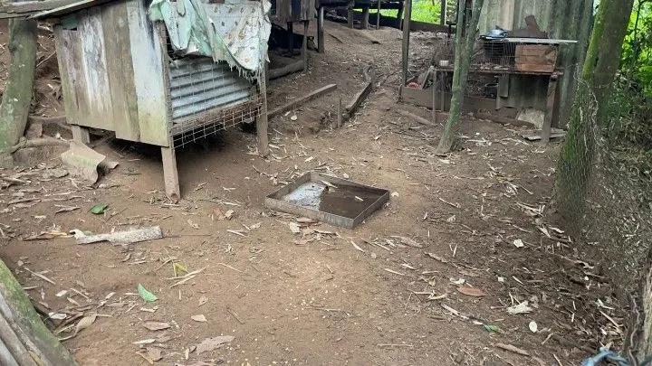 Chácara à venda de 1 ha em Nova Hartz, RS, Brasil