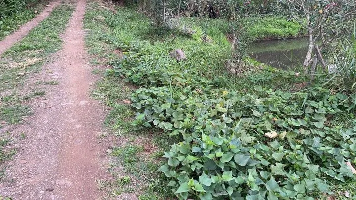 Chácara à venda de 1 ha em Nova Hartz, RS, Brasil