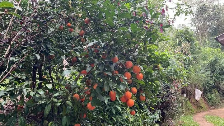 Chácara à venda de 1 ha em Nova Hartz, RS, Brasil
