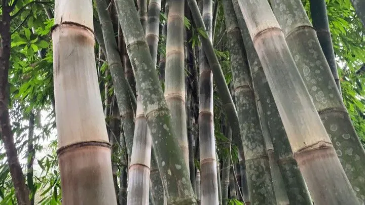 Chácara à venda de 1 ha em Nova Hartz, RS, Brasil