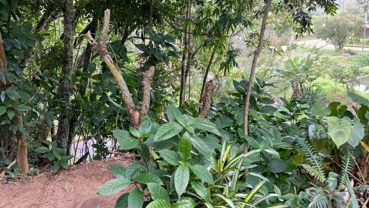 Chácara à venda de 1 ha em Nova Hartz, RS, Brasil