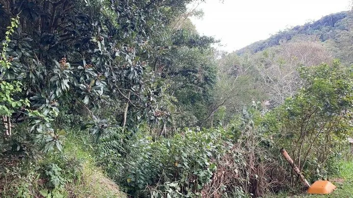 Chácara à venda de 1 ha em Nova Hartz, RS, Brasil