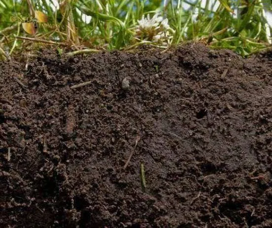 Fazenda à venda de 340 ha em Poconé, MT, Brasil