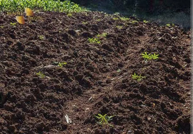 Fazenda à venda de 340 ha em Poconé, MT, Brasil
