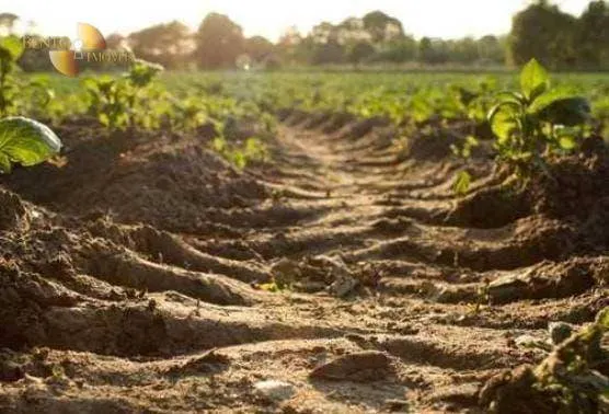 Fazenda à venda de 340 ha em Poconé, MT, Brasil