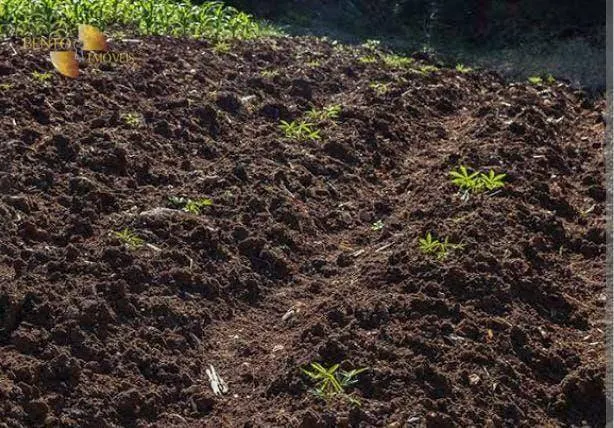 Fazenda à venda de 340 ha em Poconé, MT, Brasil