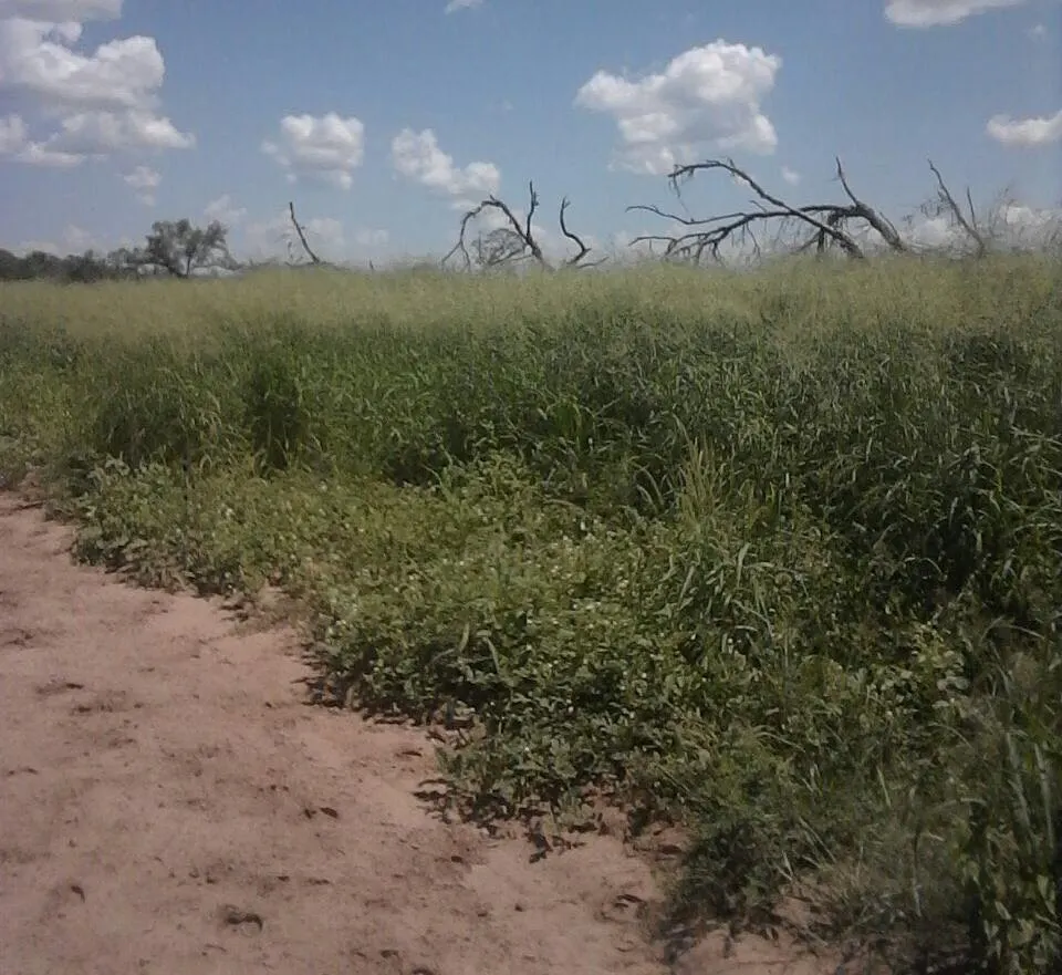 Fazenda à venda de 7.425 ha em Fortín Boquerón, Paraguai