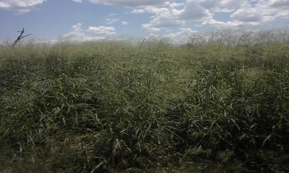 Fazenda à venda de 7.425 ha em Fortín Boquerón, Paraguai
