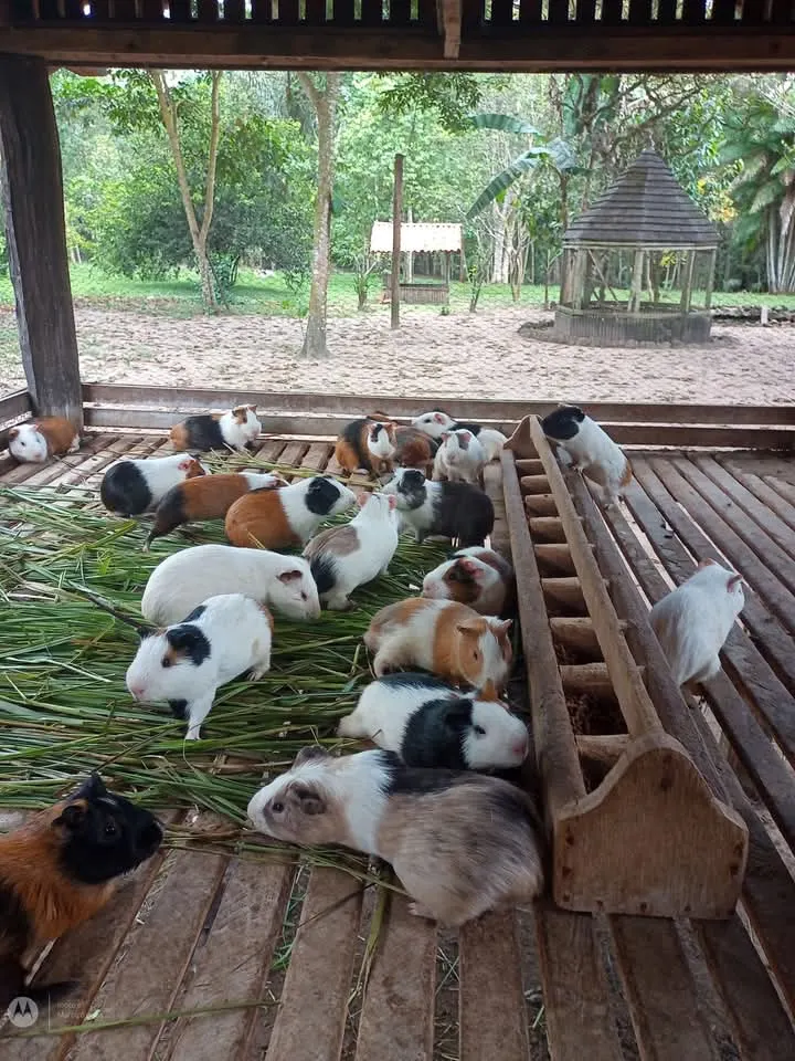 Sítio à venda de 14 ha em Vigia, PA, Brasil