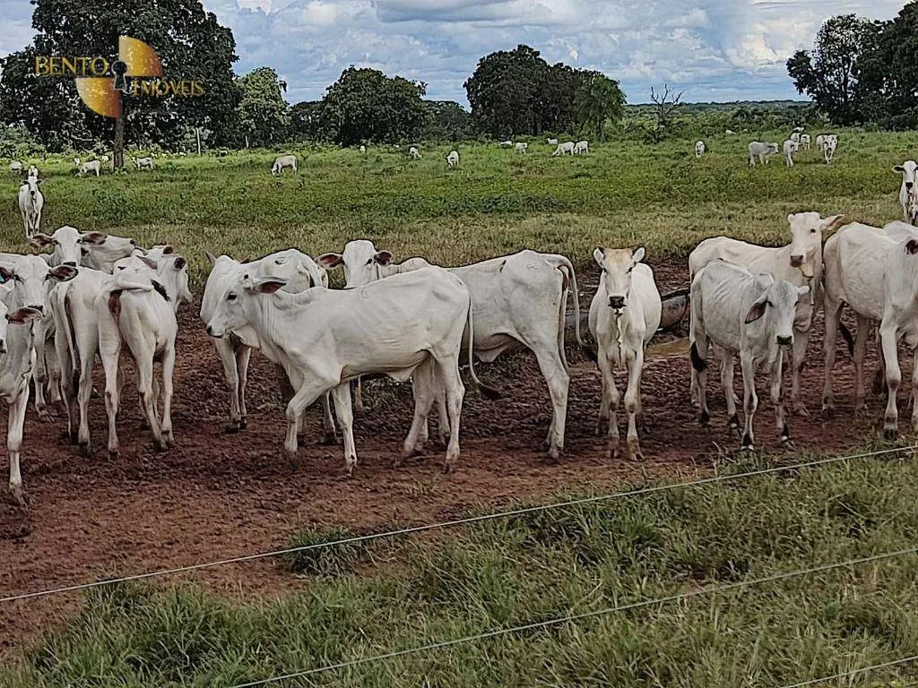 Farm for sale of 914 acres in Poconé, MT, Brazil