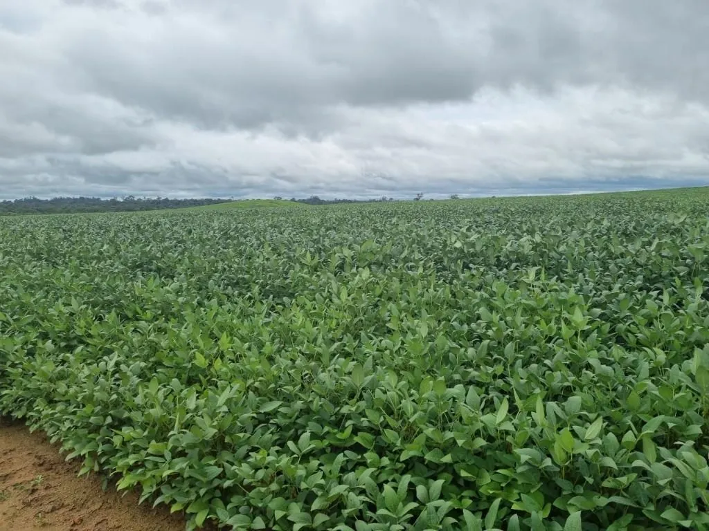 Fazenda à venda de 930 ha em Porto Velho, RO, Brasil