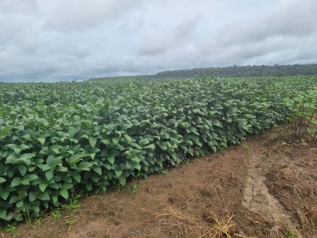 Farm for sale of 2,298 acres in Porto Velho, RO, Brazil