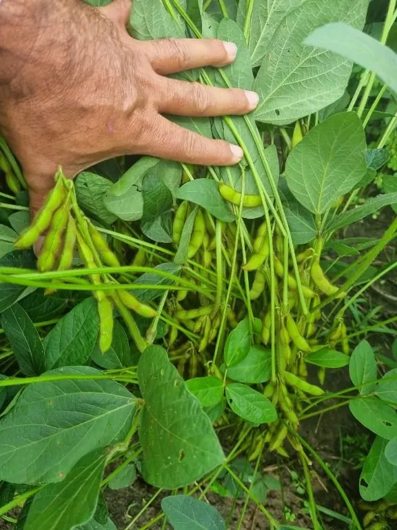 Farm for sale of 2,298 acres in Porto Velho, RO, Brazil