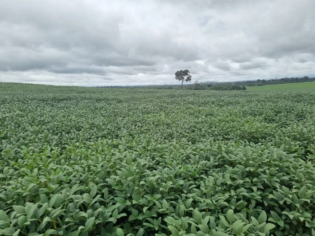 Farm for sale of 2,298 acres in Porto Velho, RO, Brazil