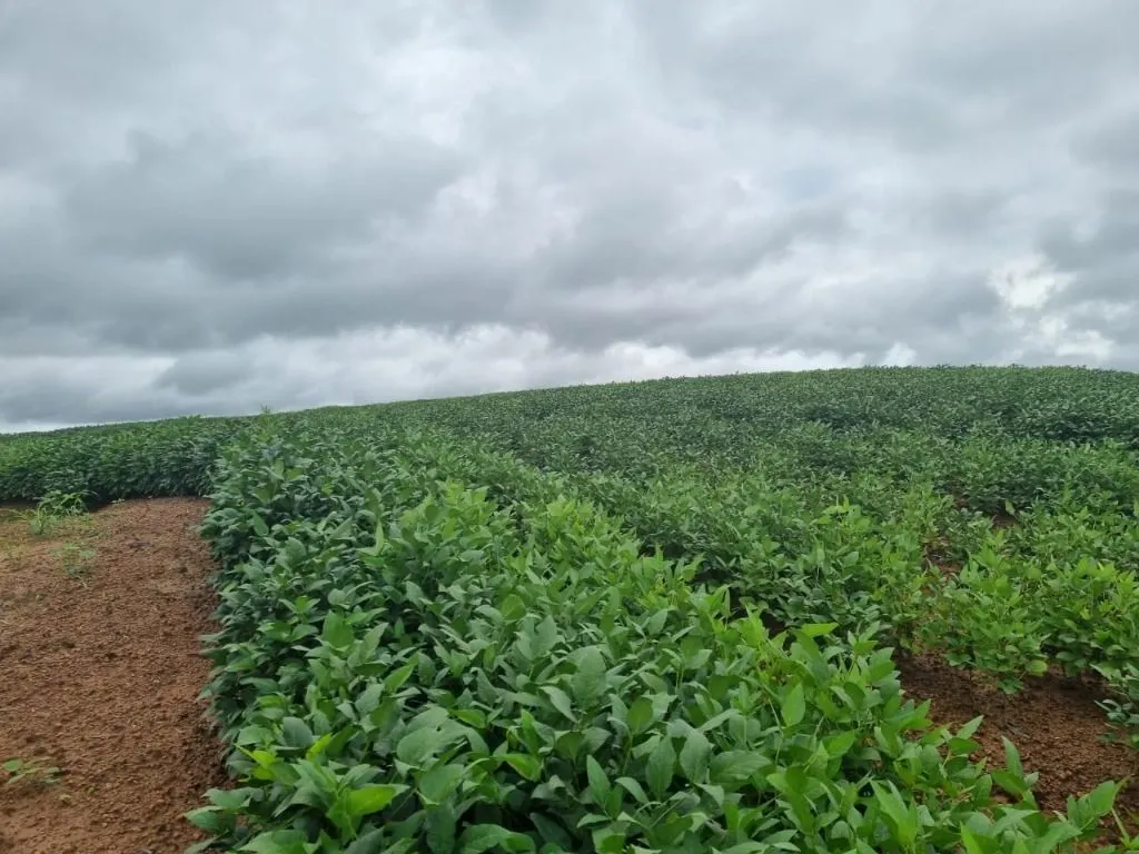 Farm for sale of 2,298 acres in Porto Velho, RO, Brazil