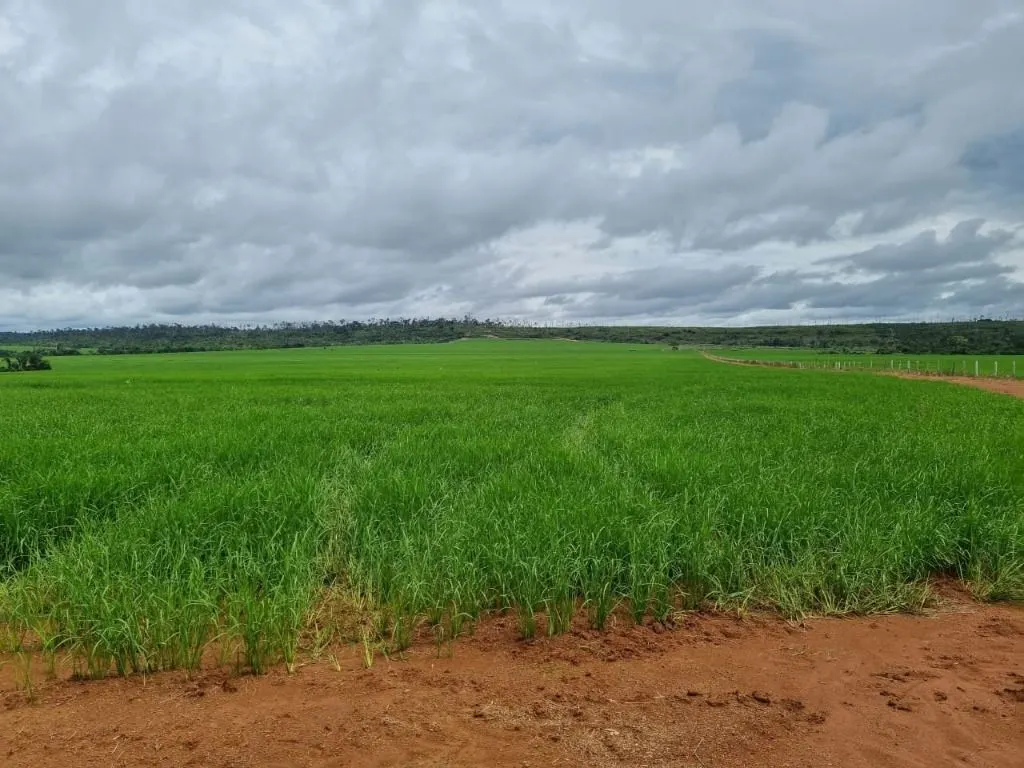 Farm for sale of 2,298 acres in Porto Velho, RO, Brazil