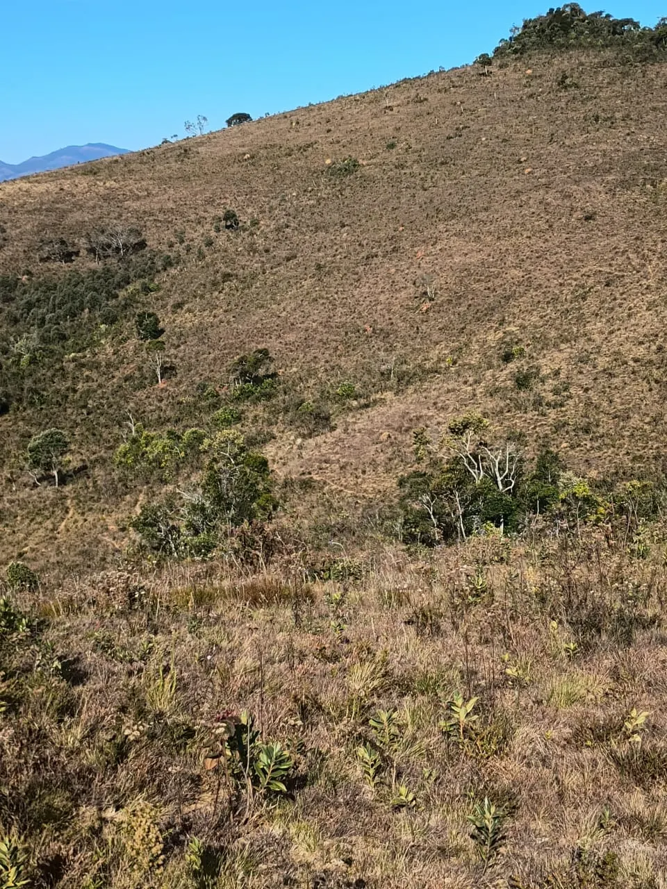 Terreno à venda de 20 ha em Alagoa, MG, Brasil